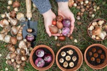 Foraging Adventures Unveiled: Tips for Savoring Wild Ingredients Near You